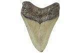 Serrated, Fossil Megalodon Tooth - North Carolina #298900-1